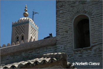033marruecos 2003-marrakech-gato en mezquita